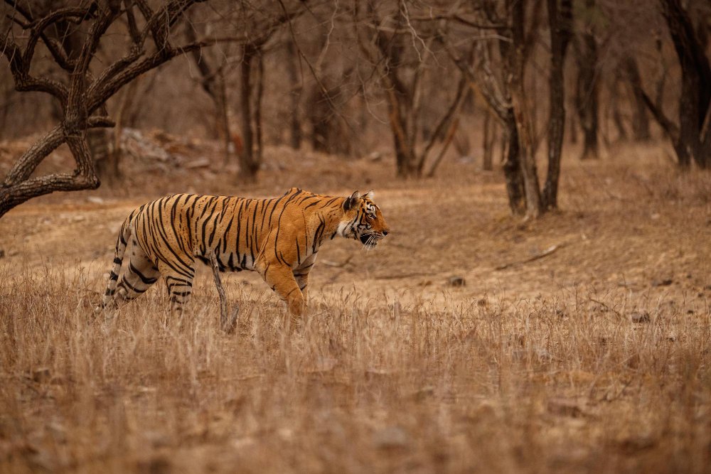 Kaip buveinė formuoja tigro elgseną?