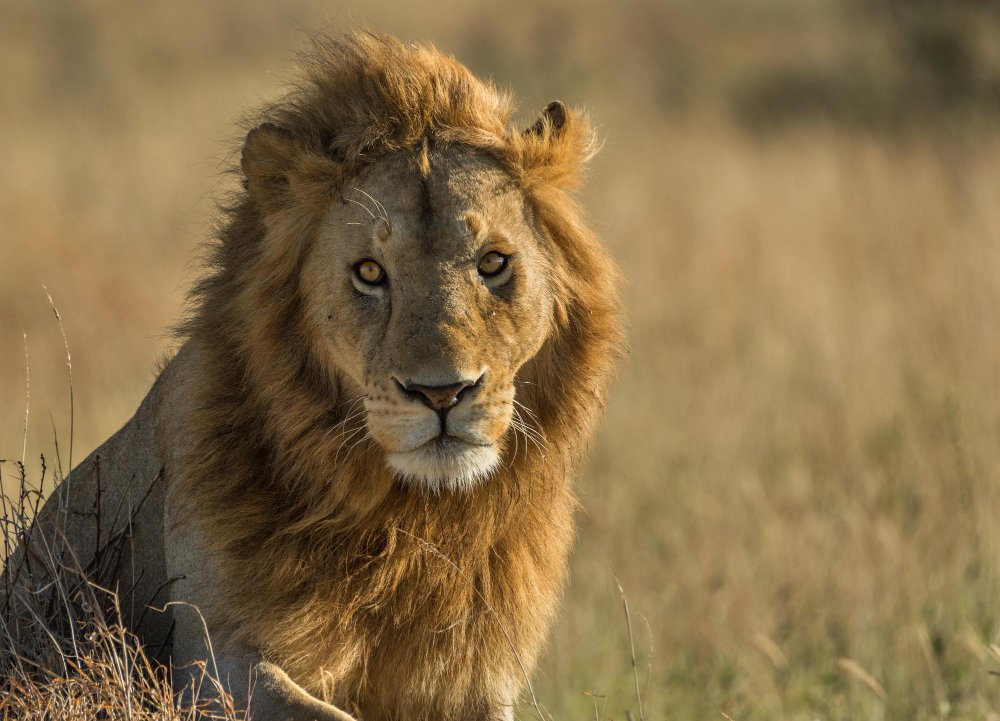 Liūtų gyvenimas būryje