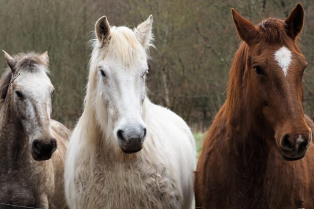 Naminis arklys: kilmė, elgsena ir svarba žmogaus istorijoje