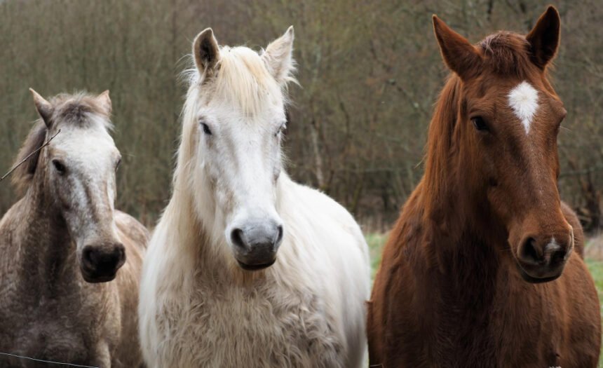 Naminis arklys: kilmė, elgsena ir svarba žmogaus istorijoje