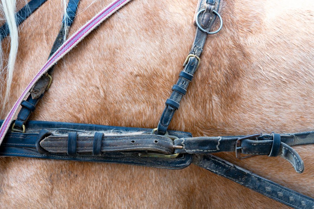 Kas yra pakinktai arkliui ir kada jie naudojami