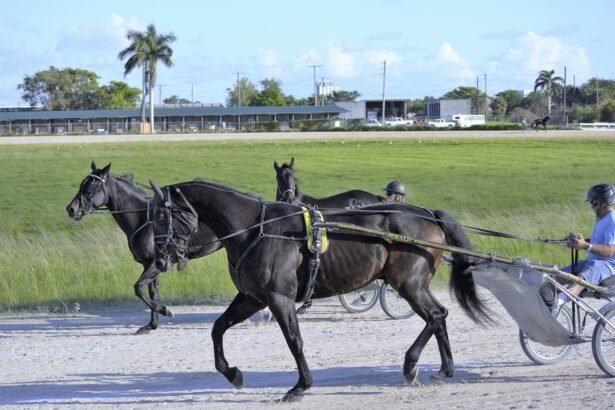 Pakinktai dedami arkliui per krūtinę: kaip teisingai paruošti arklį darbui