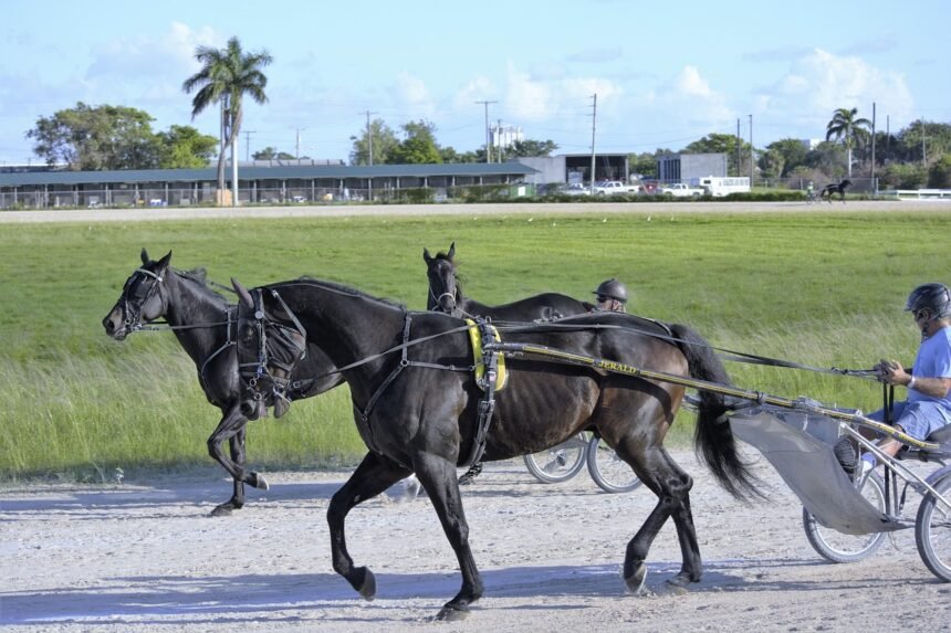 Pakinktai dedami arkliui per krūtinę: kaip teisingai paruošti arklį darbui