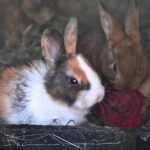 Dekoratyviniai triušiai: populiariausios veislės ir priežiūra