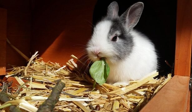 Olandų nykštukinis triušis: veislės ypatumai ir priežiūra