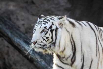 Baltasis tigras: neįprasta spalva ar atskira rūšis?