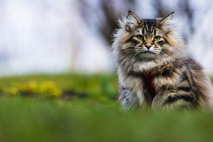 Ar galima kirpti kates?