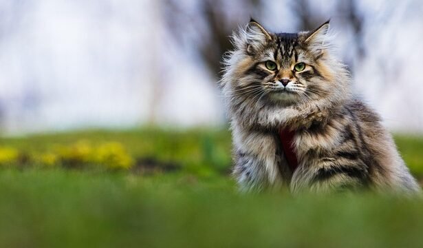 Ar galima kirpti kates?