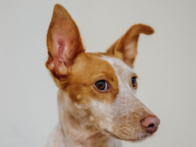 Šeimininkų atsiliepimai