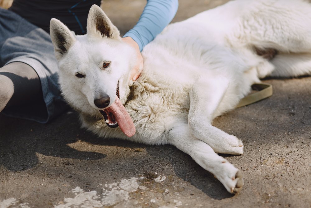 Kada būtina kreiptis į veterinarą