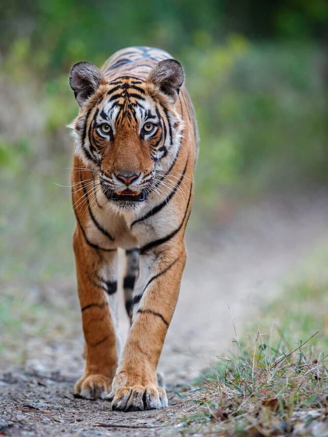 Tigras (Panthera tigris)