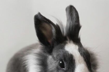 Populiariausios triušių veislės ir jų ypatumai