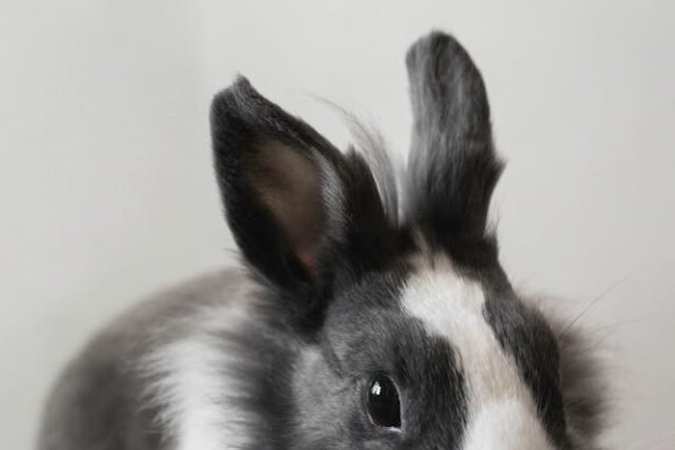 Populiariausios triušių veislės ir jų ypatumai