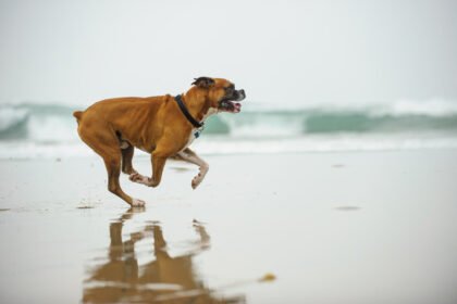 Vaistai nuo sąnarių skausmo šunims: ką pasirinkti pagal šuns amžių ir būklę?