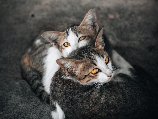 Vidaus organų ligos ir jų požymiai