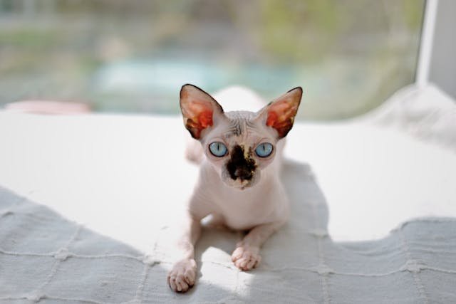 Kačių ligų simptomai