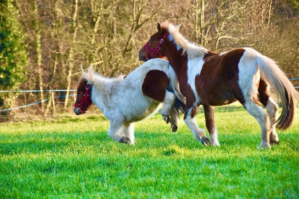 Ką daryti, jei žirgas vis tiek spardosi?