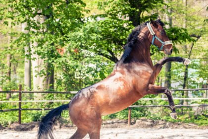Koks žirgas nesispardo: charakterio ypatumai ir arklio dresūra