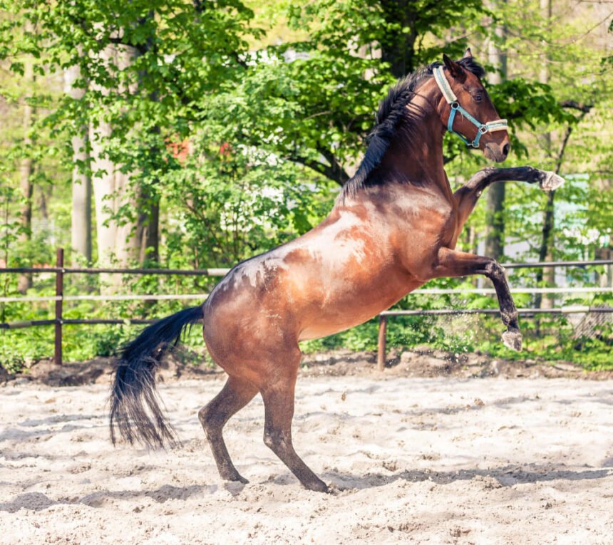 Koks žirgas nesispardo: charakterio ypatumai ir arklio dresūra