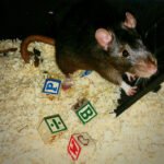 Populiariausi lietuviški žiurkėnų vardai (pagal abėcėlę, lytį ir spalvą)