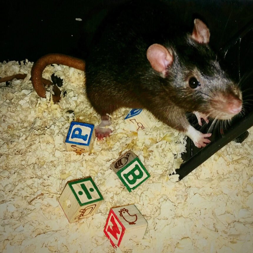 Populiariausi lietuviški žiurkėnų vardai (pagal abėcėlę, lytį ir spalvą)