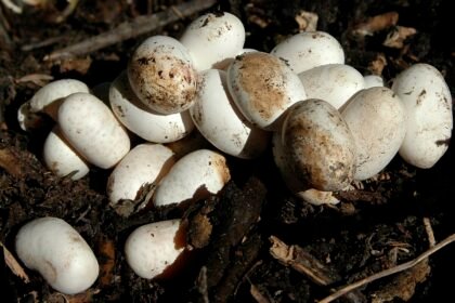 Žalčio kiaušiniai – kur ir kada juos deda