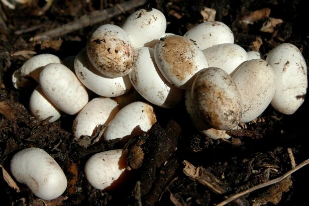 Žalčio kiaušiniai – kur ir kada juos deda