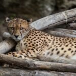 Leopardas ir gepardas: pagrindiniai skirtumai išvaizdoje, elgsenoje ir greityje