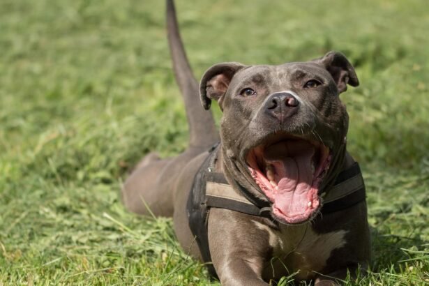 Amerikiečių pitbulterjeras: charakteris, elgesys ir svarbiausi bruožai