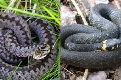 Žaltys ir angis – pagrindiniai skirtumai