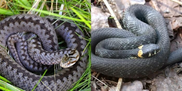 Žaltys ir angis – pagrindiniai skirtumai