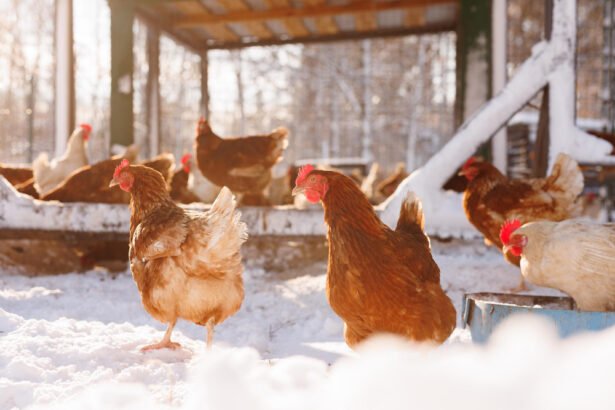 Ar vištos bijo šalčio? Kaip apsaugoti pulką žiemą