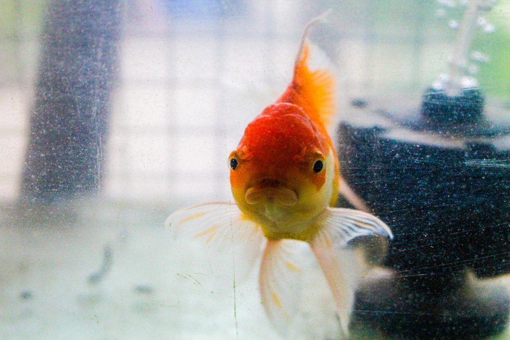 Tinkamas maitinimas: kaip išvengti virškinimo sutrikimų ir permaitinimo