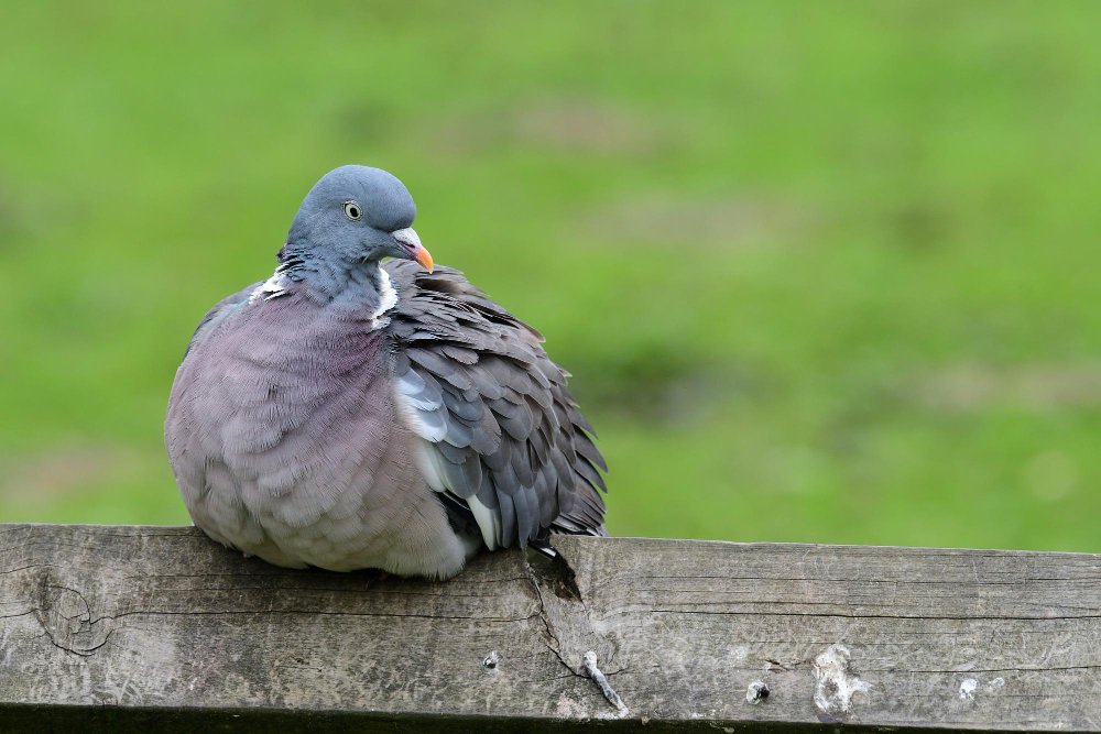 Kas yra balandis: biologinė klasifikacija ir kilmė