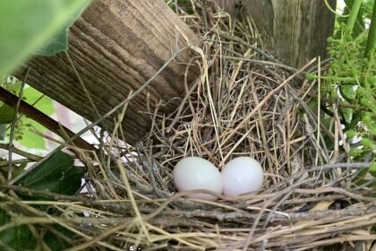 Balandžių dauginimasis: kiaušiniai ir jauniklių auginimas