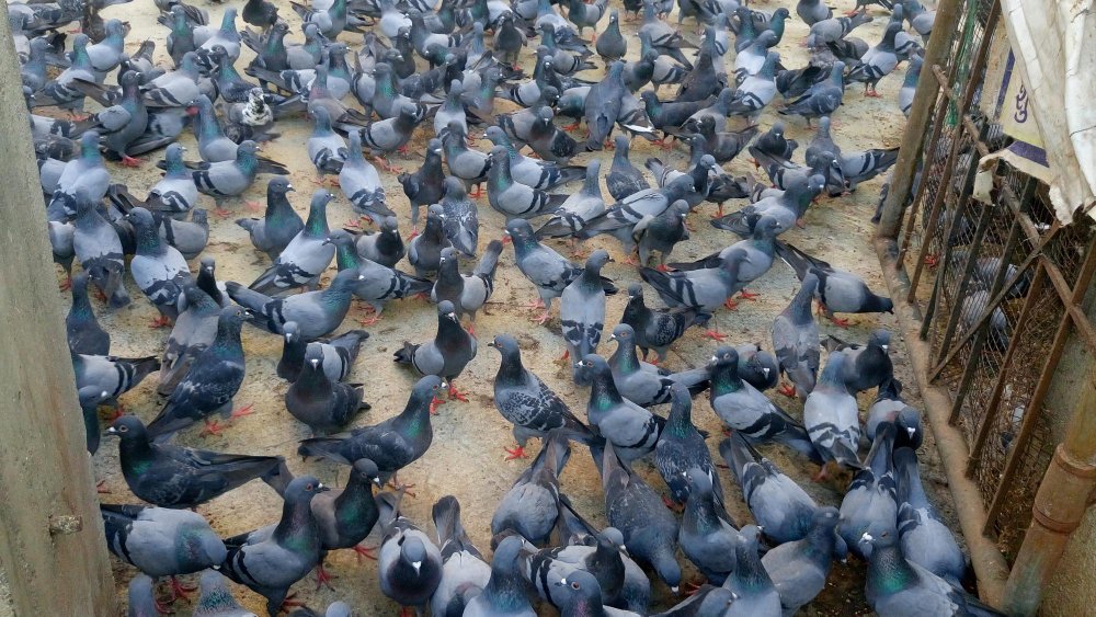 Jauniklių maitinimas ir auginimas