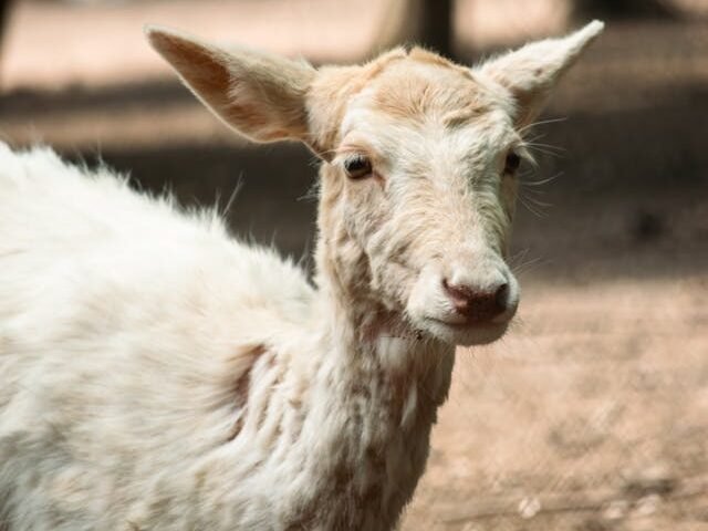Baltų stirnų išgyvenamumas gamtoje