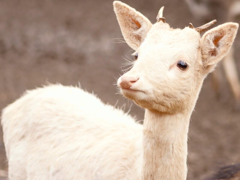 Ar balta stirna – saugotinas gyvūnas?