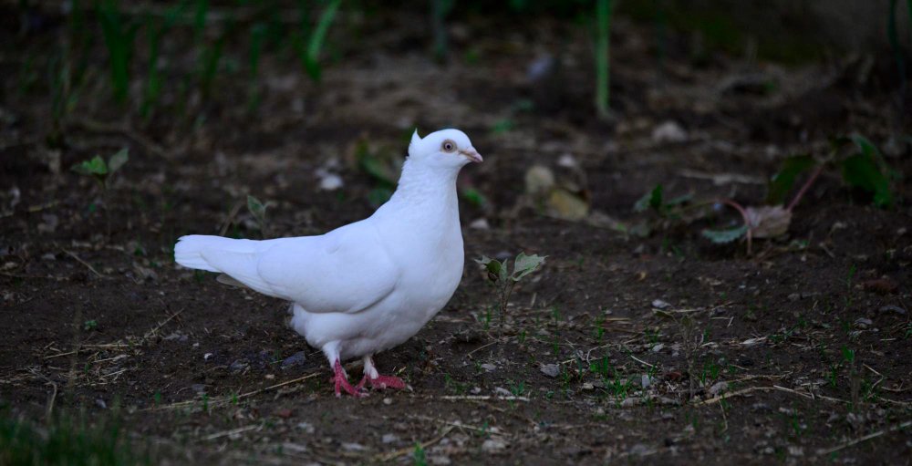 Kas yra baltas balandis: biologinis ir veislinis paaiškinimas
