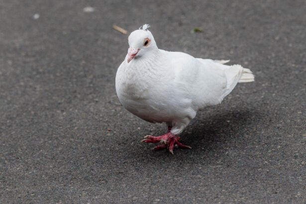 Baltas balandis – reikšmė ir ypatybės