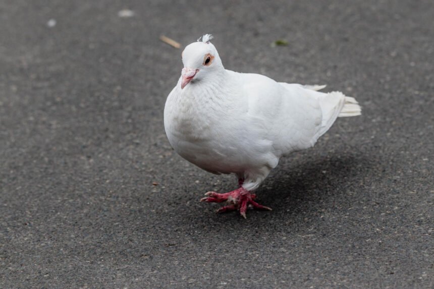 Baltas balandis – reikšmė ir ypatybės