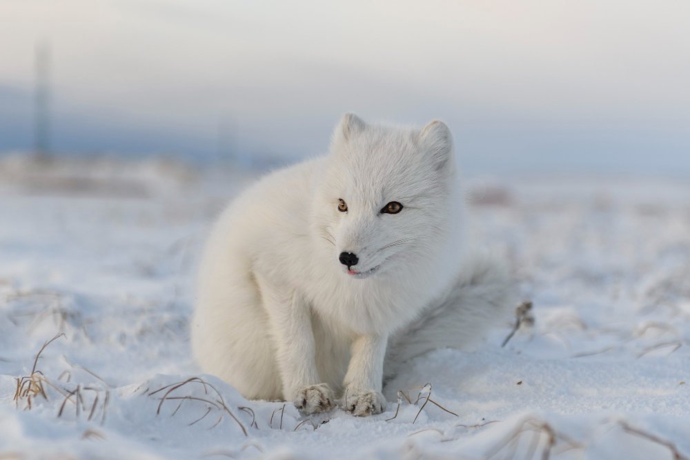 Grėsmės ir apsauga: kaip klimato kaita keičia baltųjų lapių gyvenimo sąlygas?