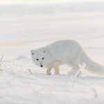 Baltosios ir arktinės lapės: prisitaikymas prie šalčio, kailis ir gyvenimo būdas