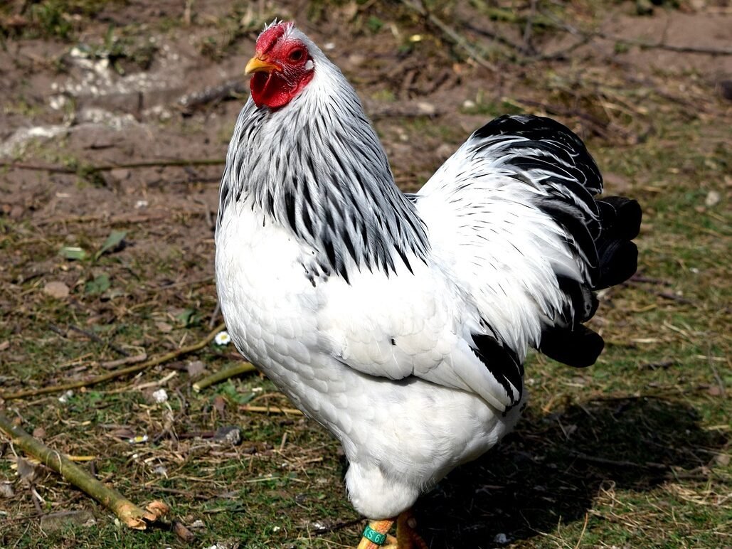 Kas išskiria dekoratyvines vištas iš kitų