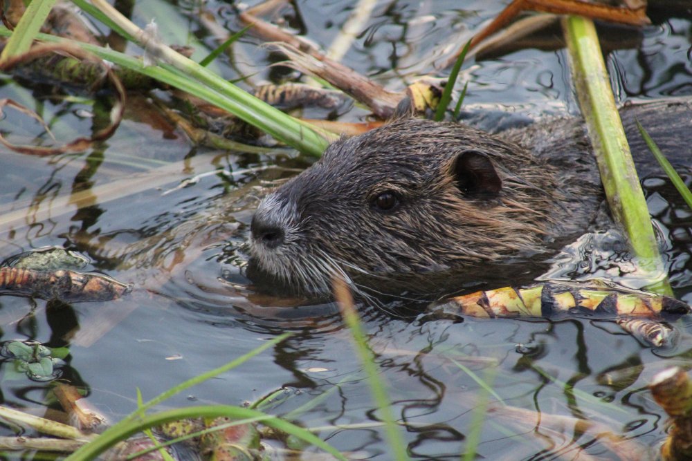 Skirtumai tarp bebro ir panašių gyvūnų: ūdra ir ondatra