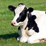 Karvių veislės: svarbiausios mėsinės, mišrios ir vietinės veislės