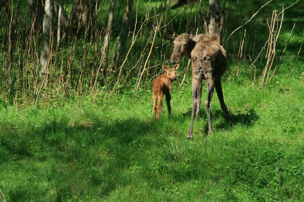 Elgesys ir instinktai pirmomis savaitėmis