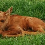 Briedžio jauniklis: vystymasis, mityba ir elgesys pirmosiomis gyvenimo savaitėmis