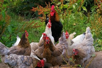 Ar vištos deda kiaušinius be gaidžio? Išsamus paaiškinimas