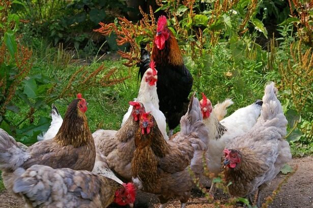 Ar vištos deda kiaušinius be gaidžio? Išsamus paaiškinimas